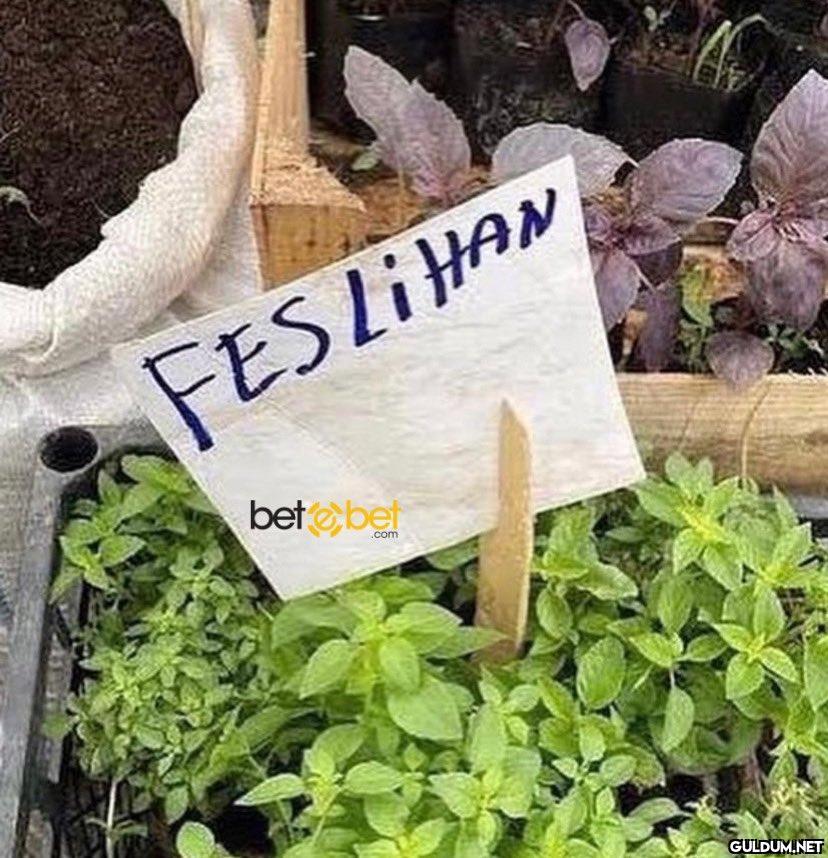Doğrusunu unuttum resmen...