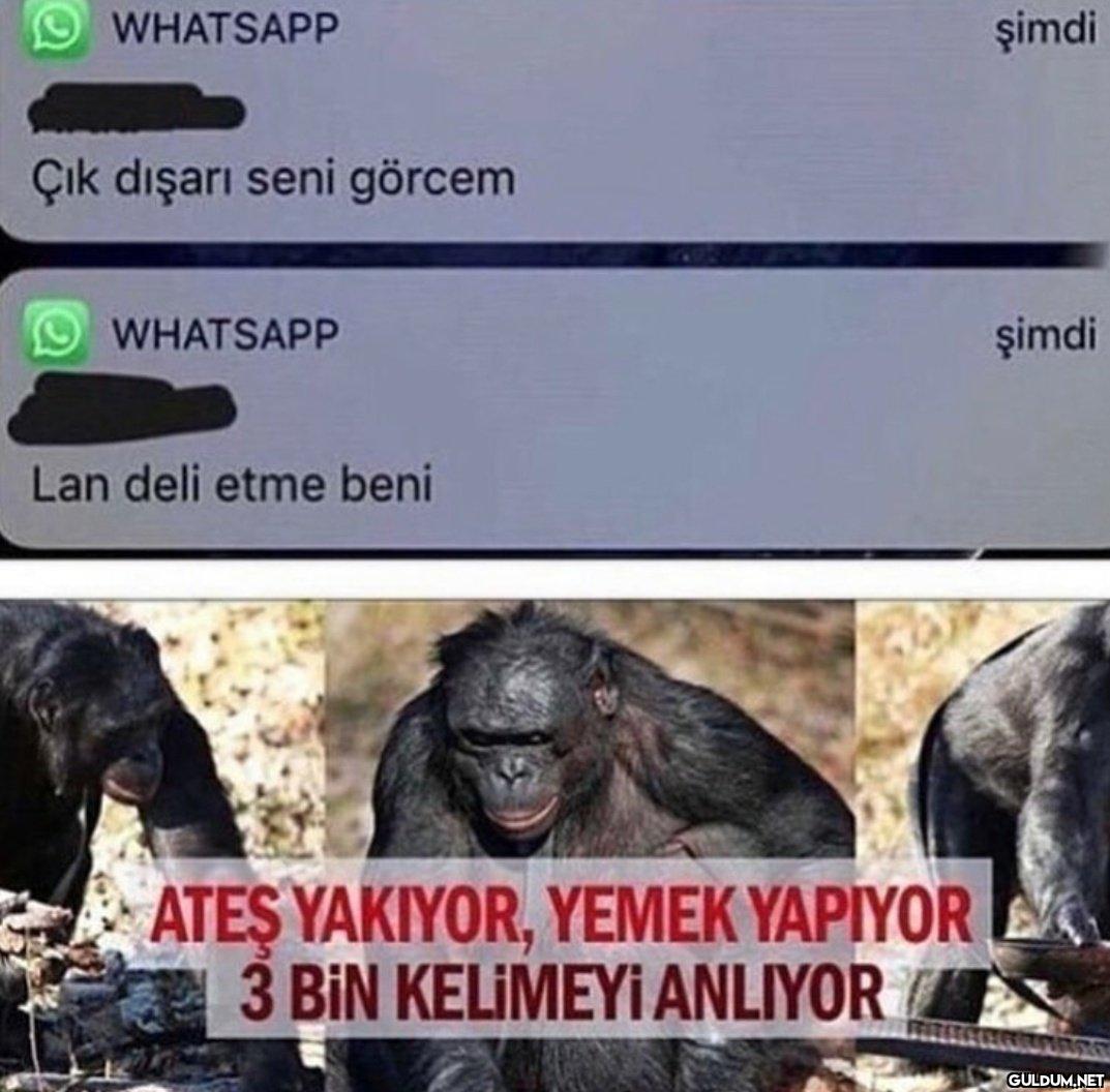 WHATSAPP Çık dışarı seni...