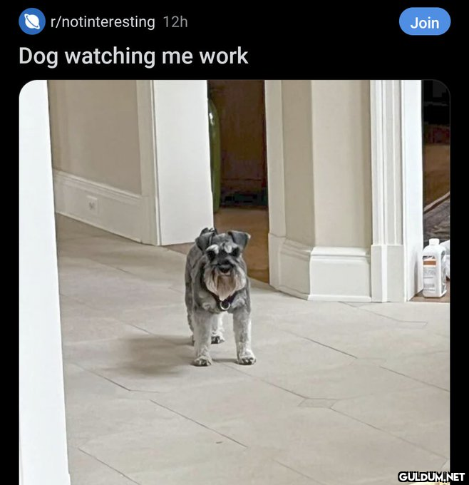r/notinteresting Dog...