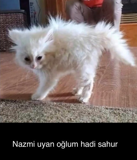 acce Nazmi uyan oğlum hadi...