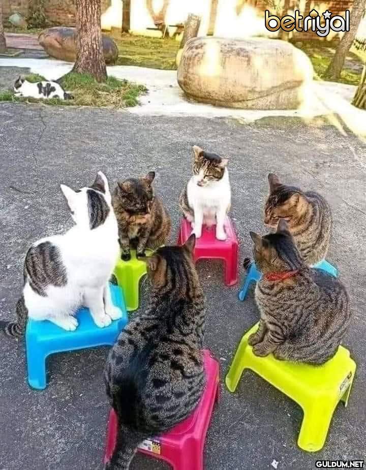 Bayram şekeri var dediler,...