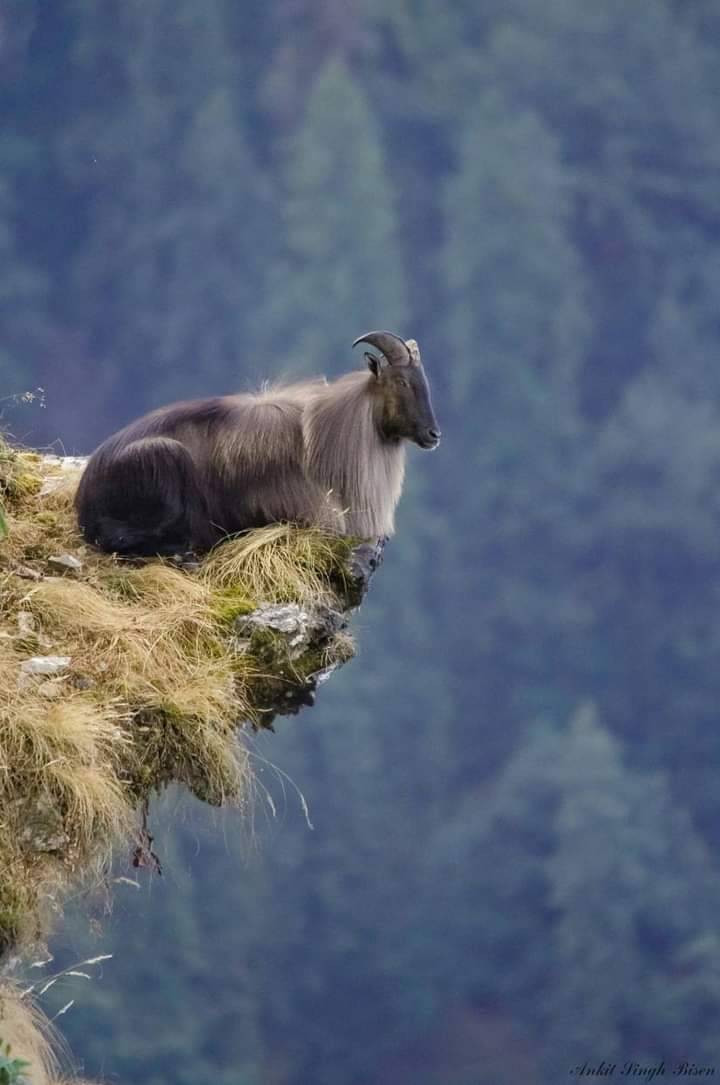 🐐 Uçurumun kenarında...