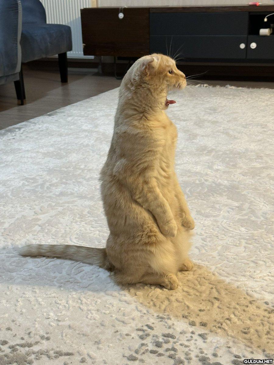 Ulan kedi diye aldık...
