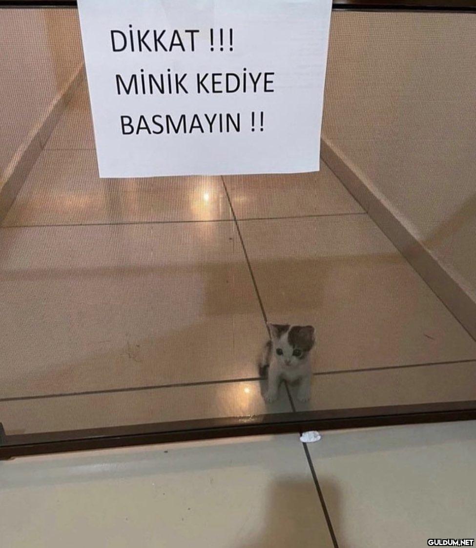 DİKKAT !!! MİNİK KEDİYE...