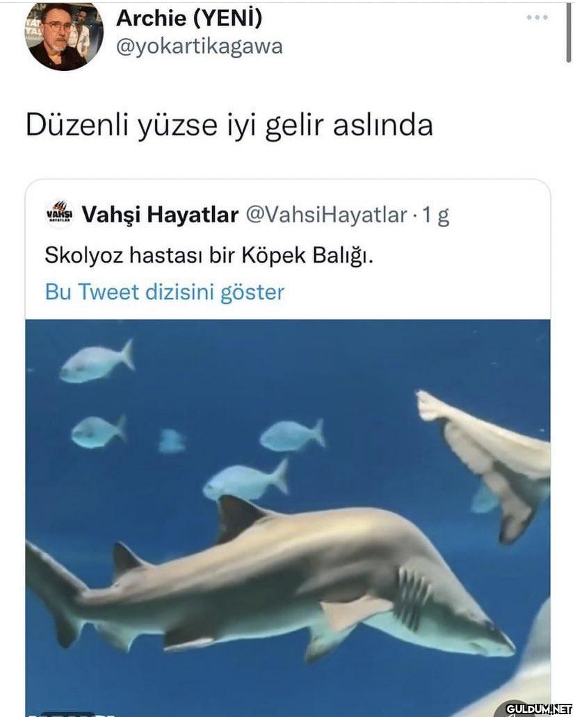 TAT TAL Archie (YENİ)...
