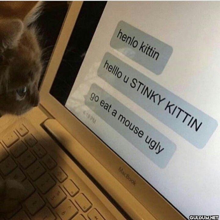 henlo kittin hello u...