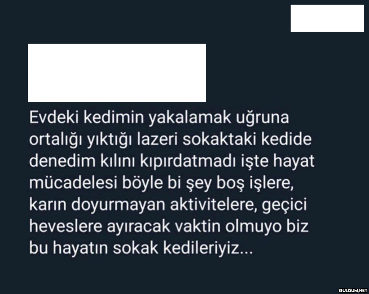 Evdeki kedimin yakalamak...