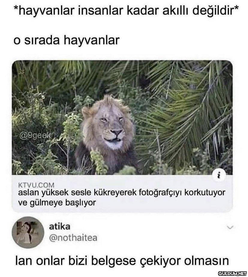 *hayvanlar insanlar kadar...