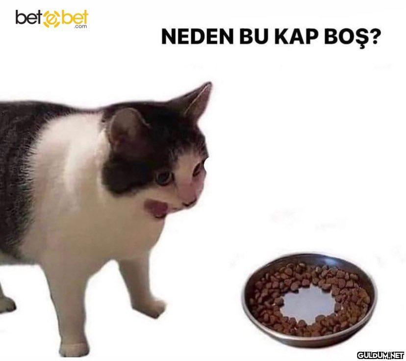 Bütün kediler böyle...