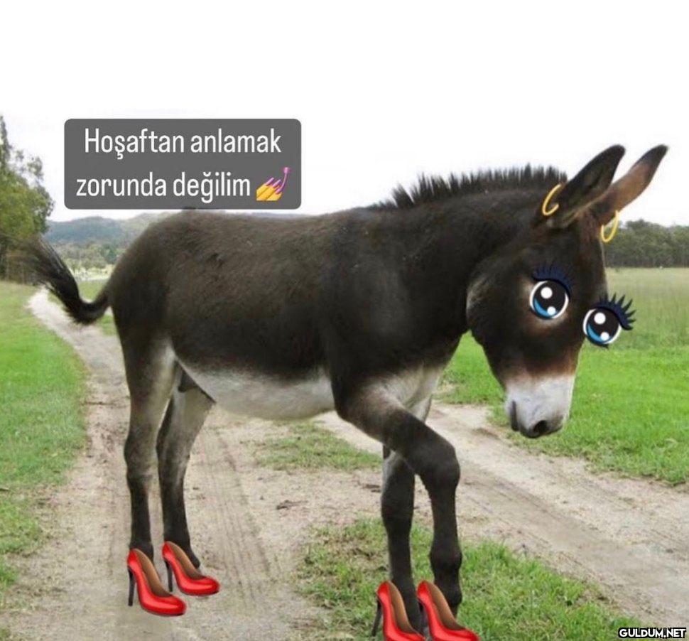 Hoşaftan anlamak zorunda...