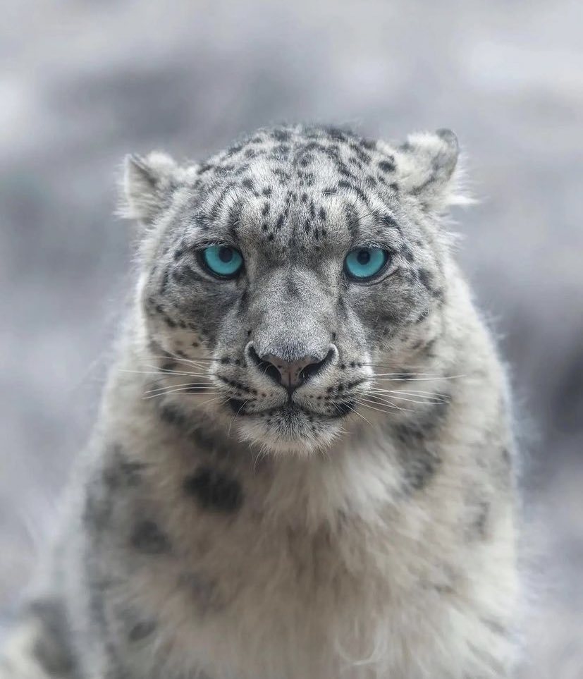 Bir "Kar Leoparı"nın eşsiz...