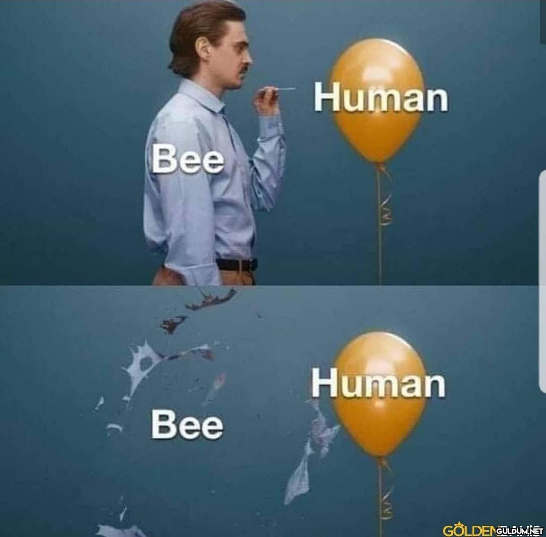 Bee Bee Human Human...