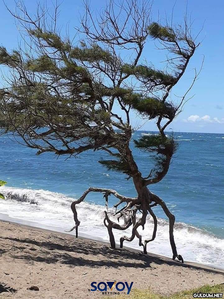 Sizce nereye kaçıyor?...