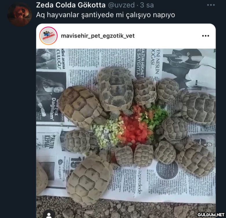 Zeda Colda Gökotta @uvzed....