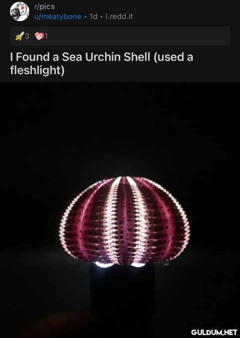 r/pics u/meatybone 1d....