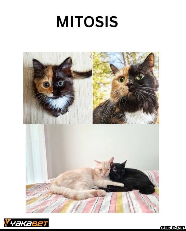 уакавет MITOSIS   Kaynak