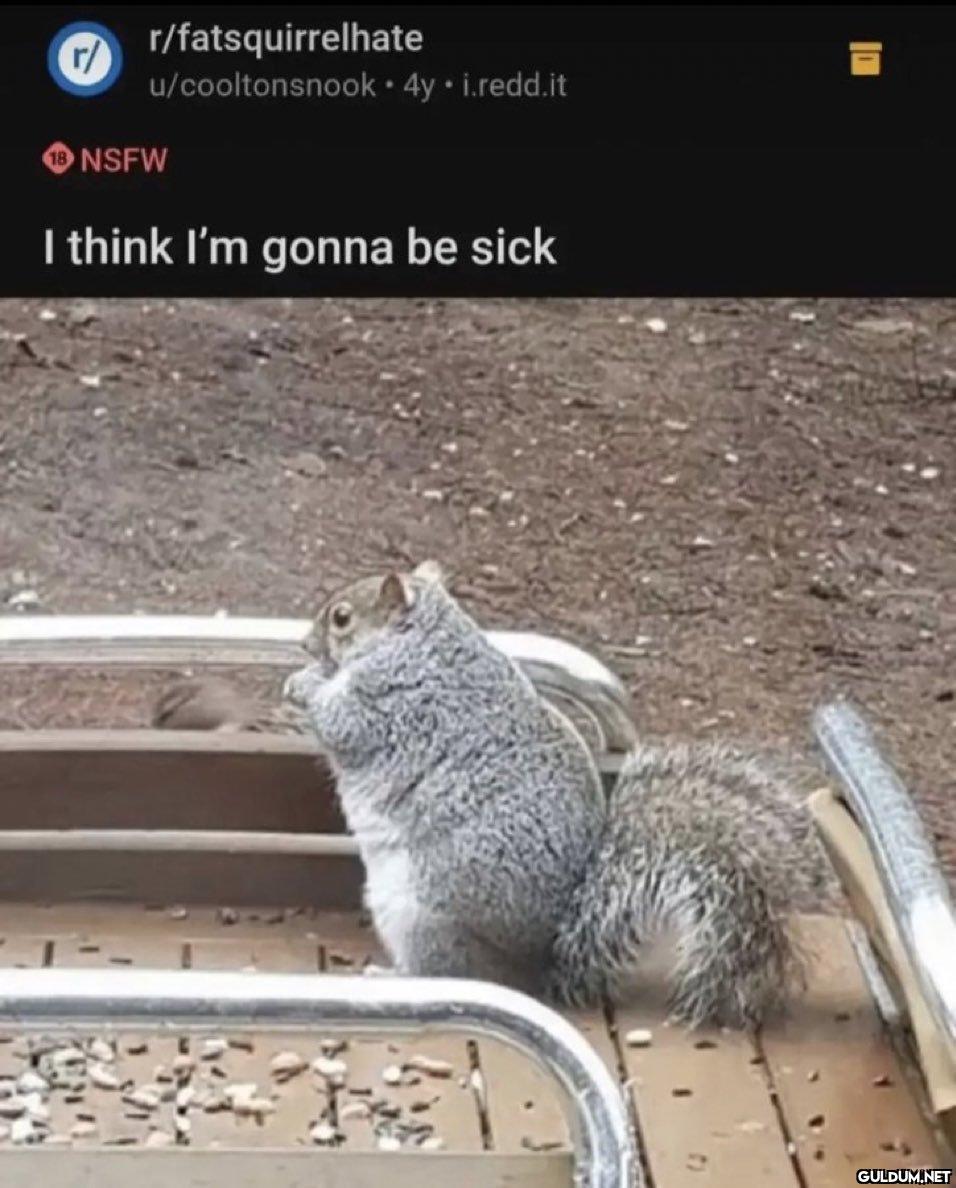 r/ r/fatsquirrelhate...
