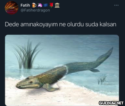 Fatih @Fatiherdragon Dede...