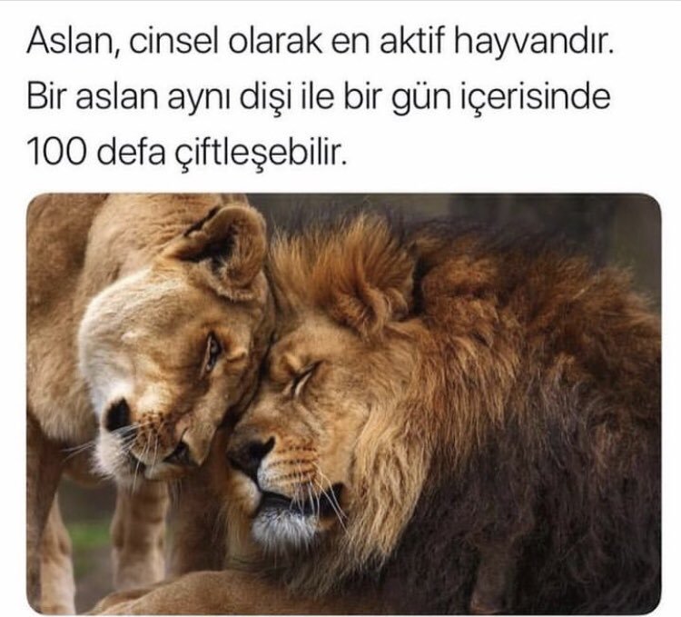 Aslan, cinsel olarak en...