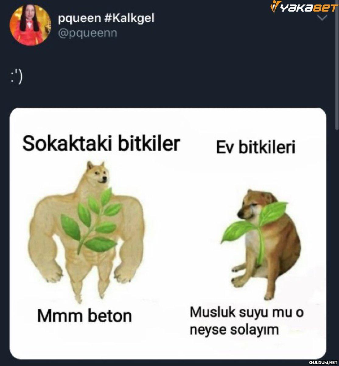 :') pqueen #Kalkgel...