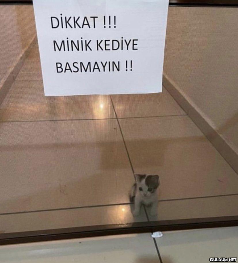 DİKKAT !!! MİNİK KEDİYE...