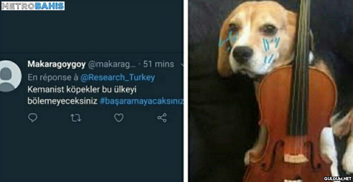 Kemanist köpekler...