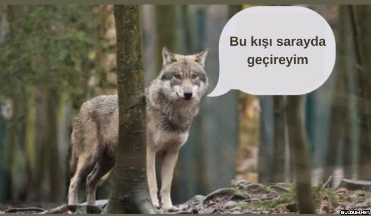 Bu kışı sarayda geçireyim   Kaynak