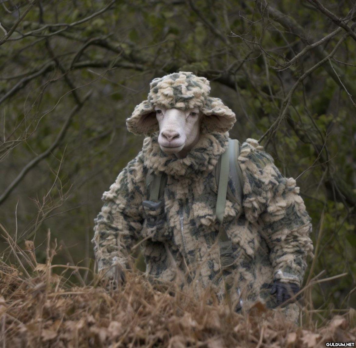 Sheep Camouflage...