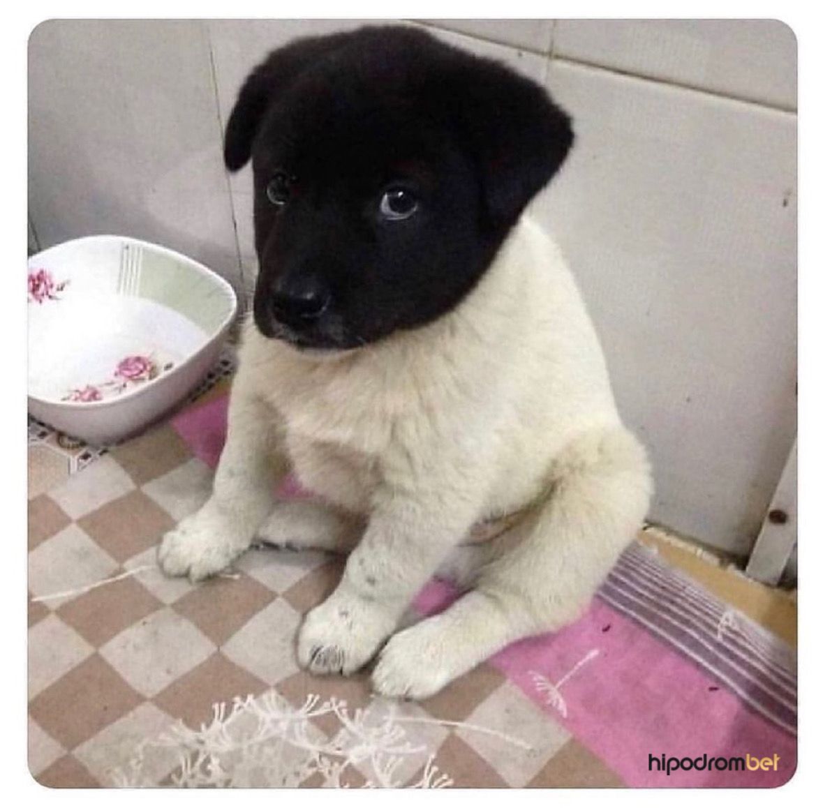 Bu köpek sizin olsa ismini...
