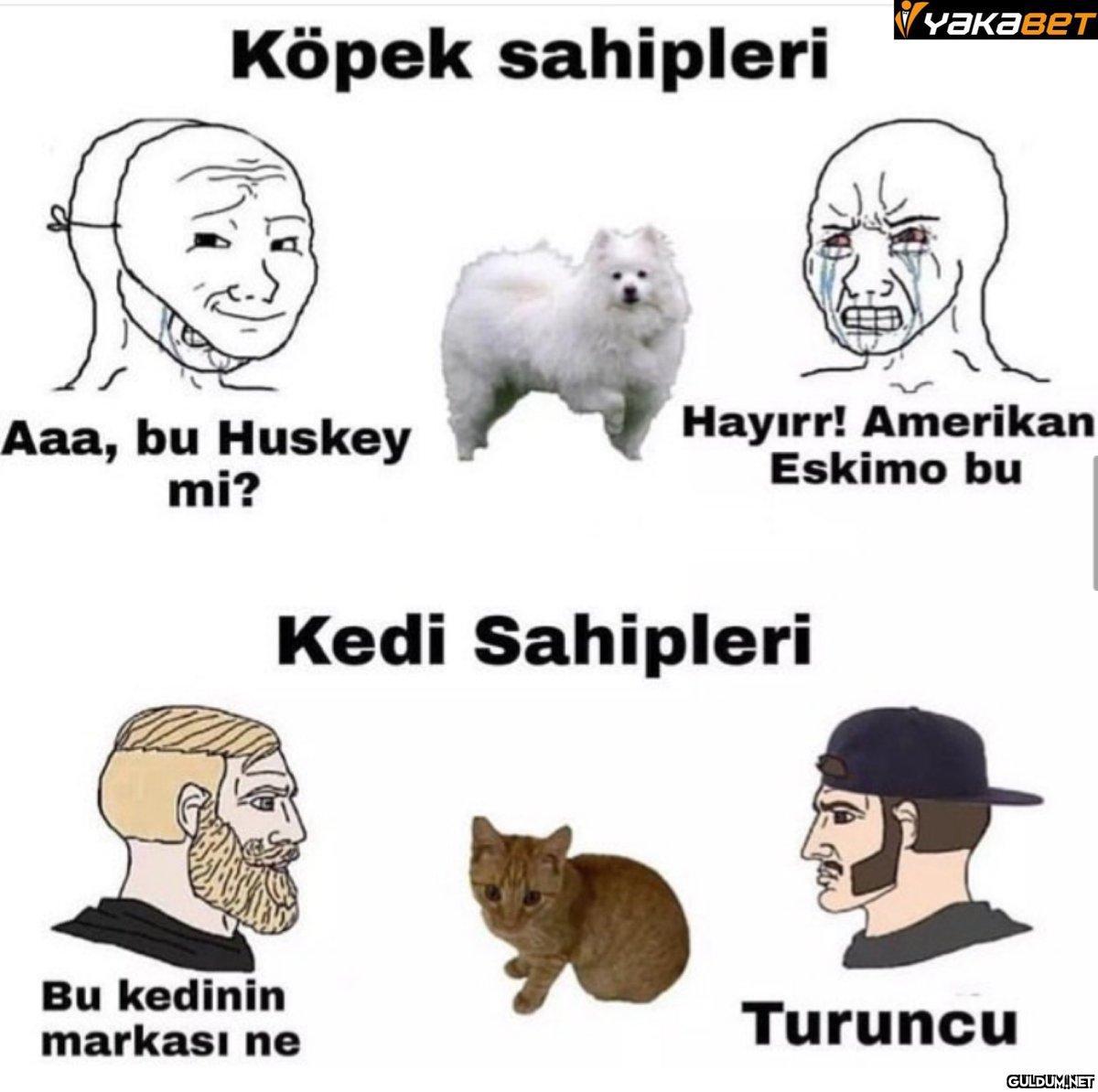 Köpek sahipleri Aaa, bu...