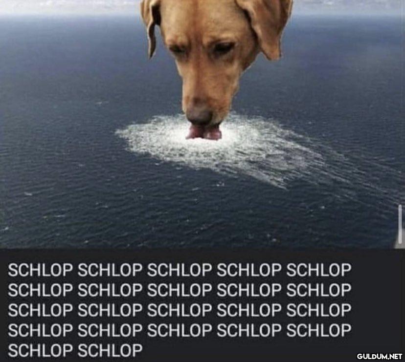SCHLOP SCHLOP SCHLOP...