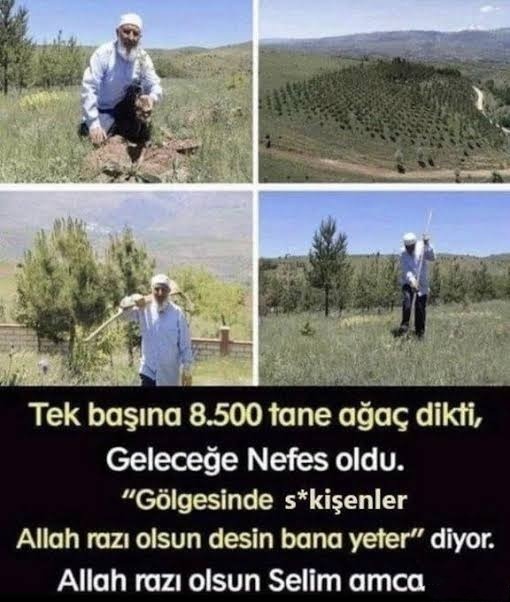 Tek başına 8.500 tane ağaç...