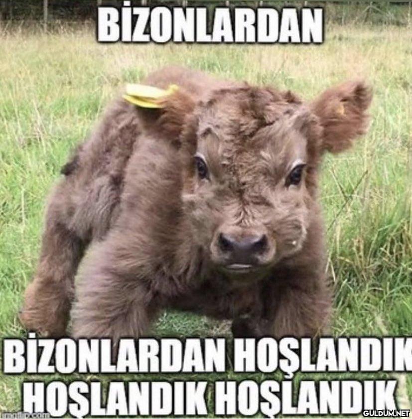 BIZONLARDAN BİZONLARDAN...