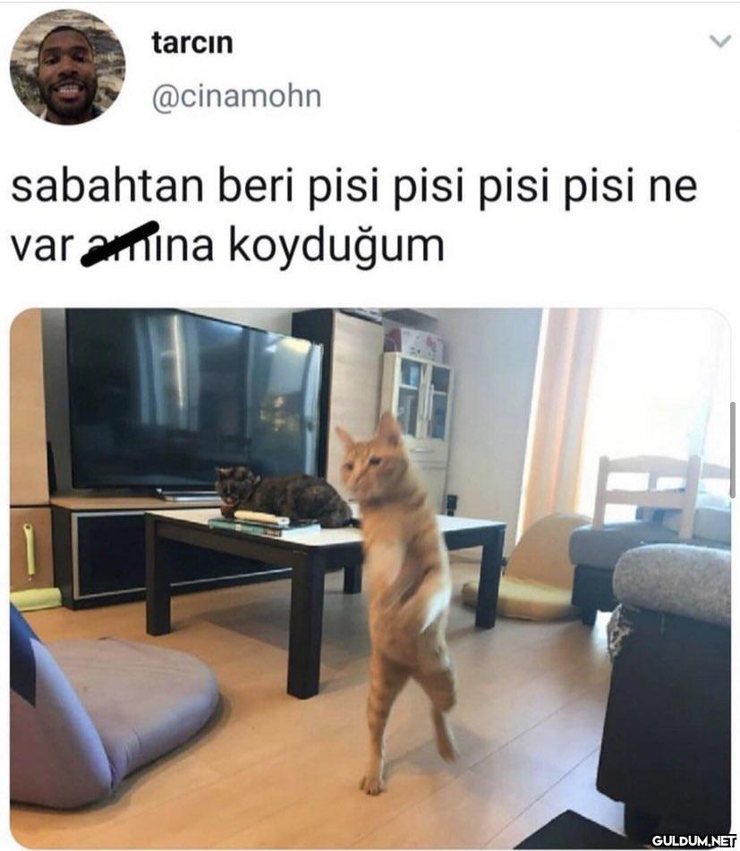 tarcin @cinamohn sabahtan...