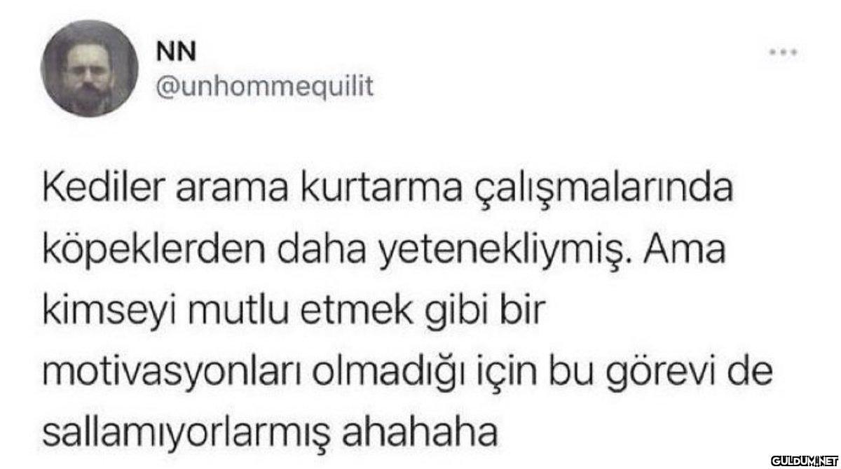 NN @unhommequilit Kediler...