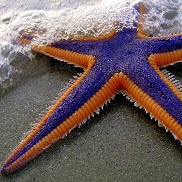 Deniz yıldızlarının...
