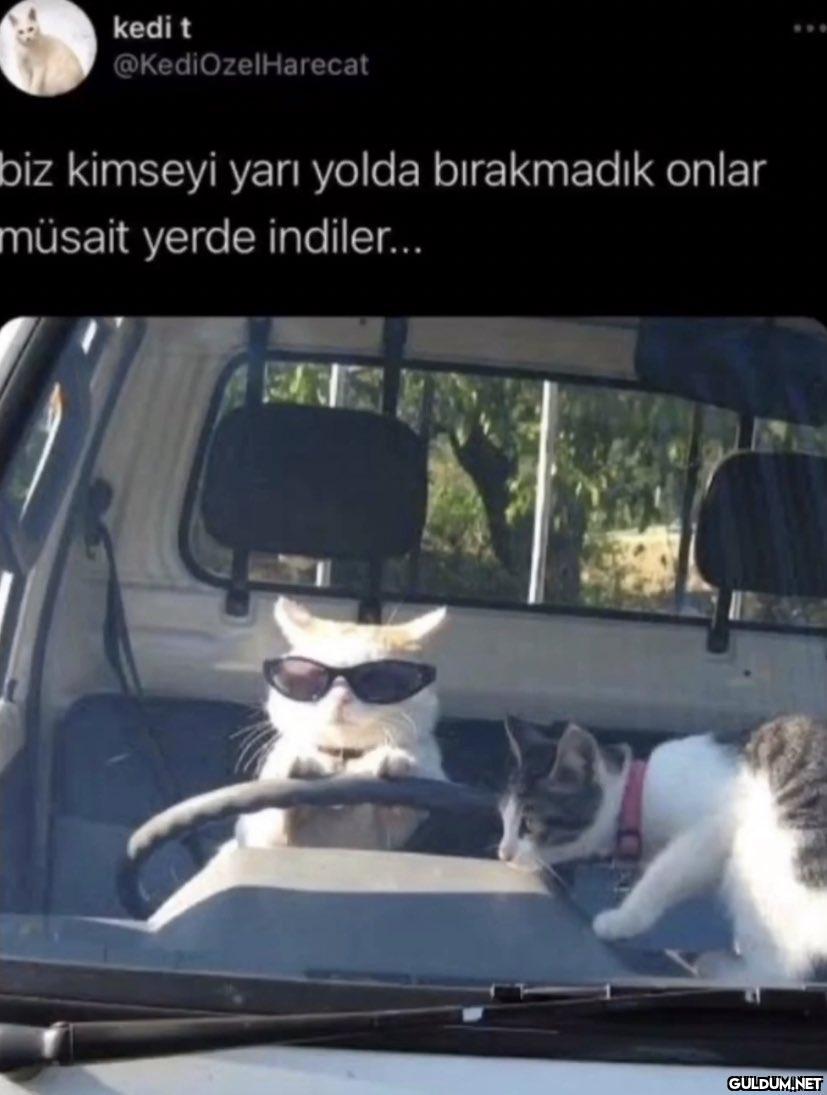 kedi t @KediOzelHarecat...