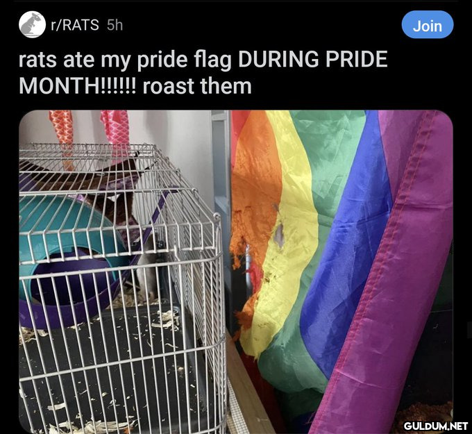 r/RATS 5h rats ate my...