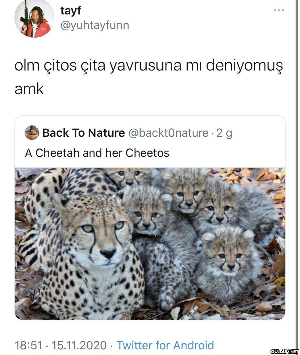 tayf @yuhtayfunn olm çitos...