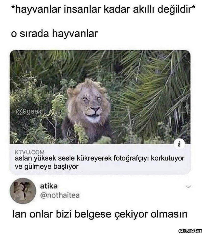 *hayvanlar insanlar kadar...