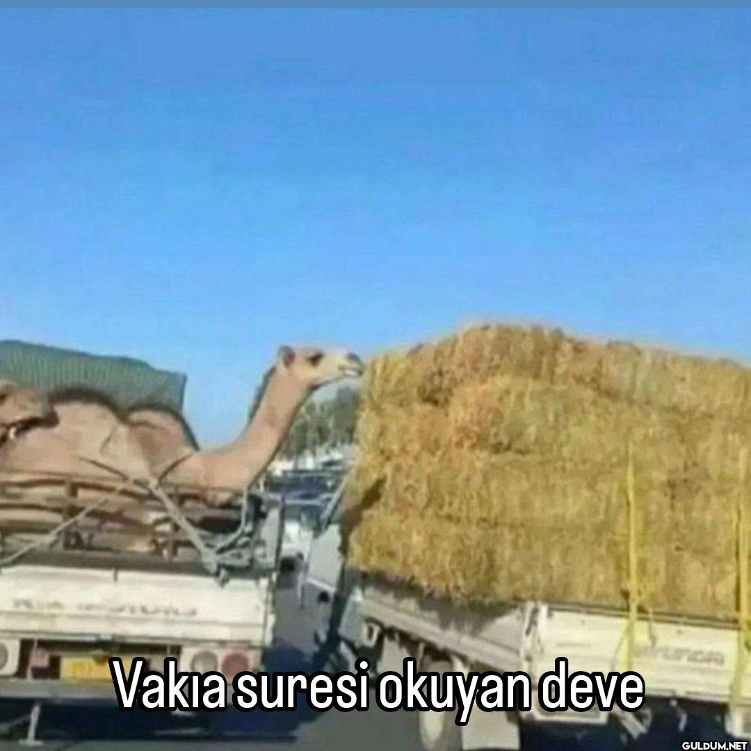 Vakia suresi okuyan deve