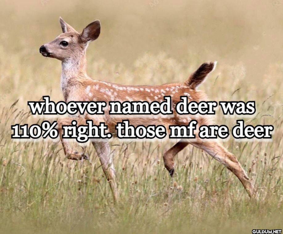 whoever named deer was...