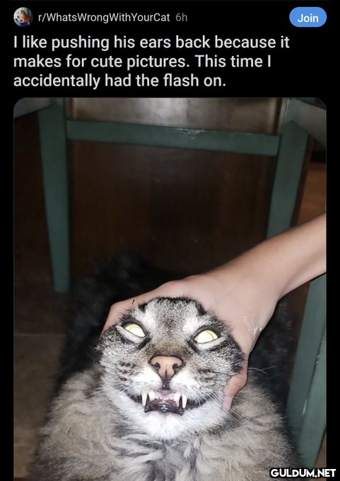 r/WhatsWrong With YourCat...