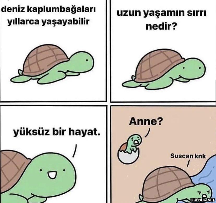 deniz kaplumbağaları...