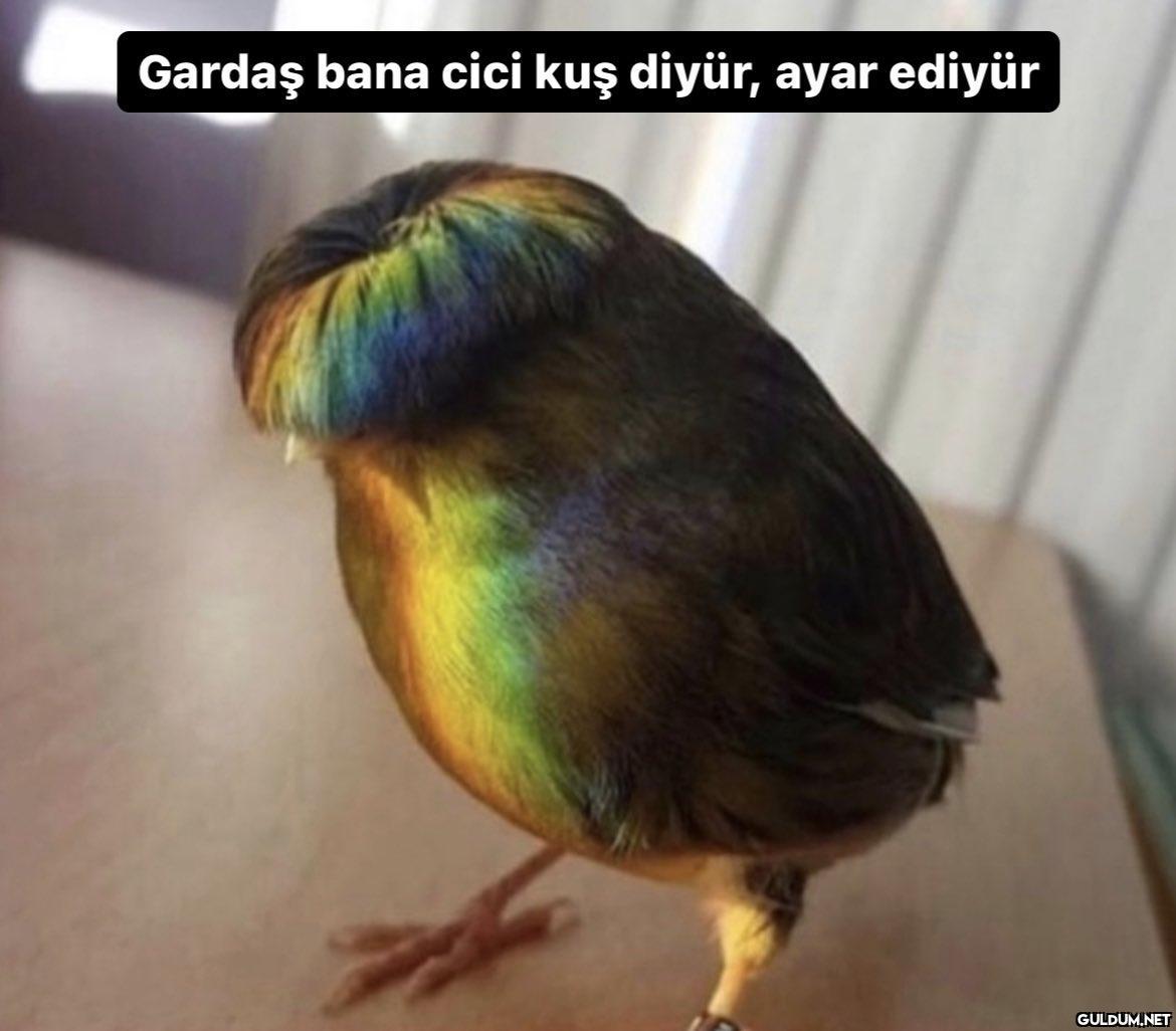 Gardaş bana cici kuş...