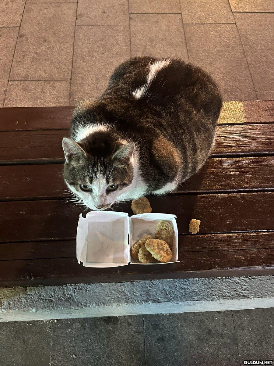 neden kedimizi nugget ile...