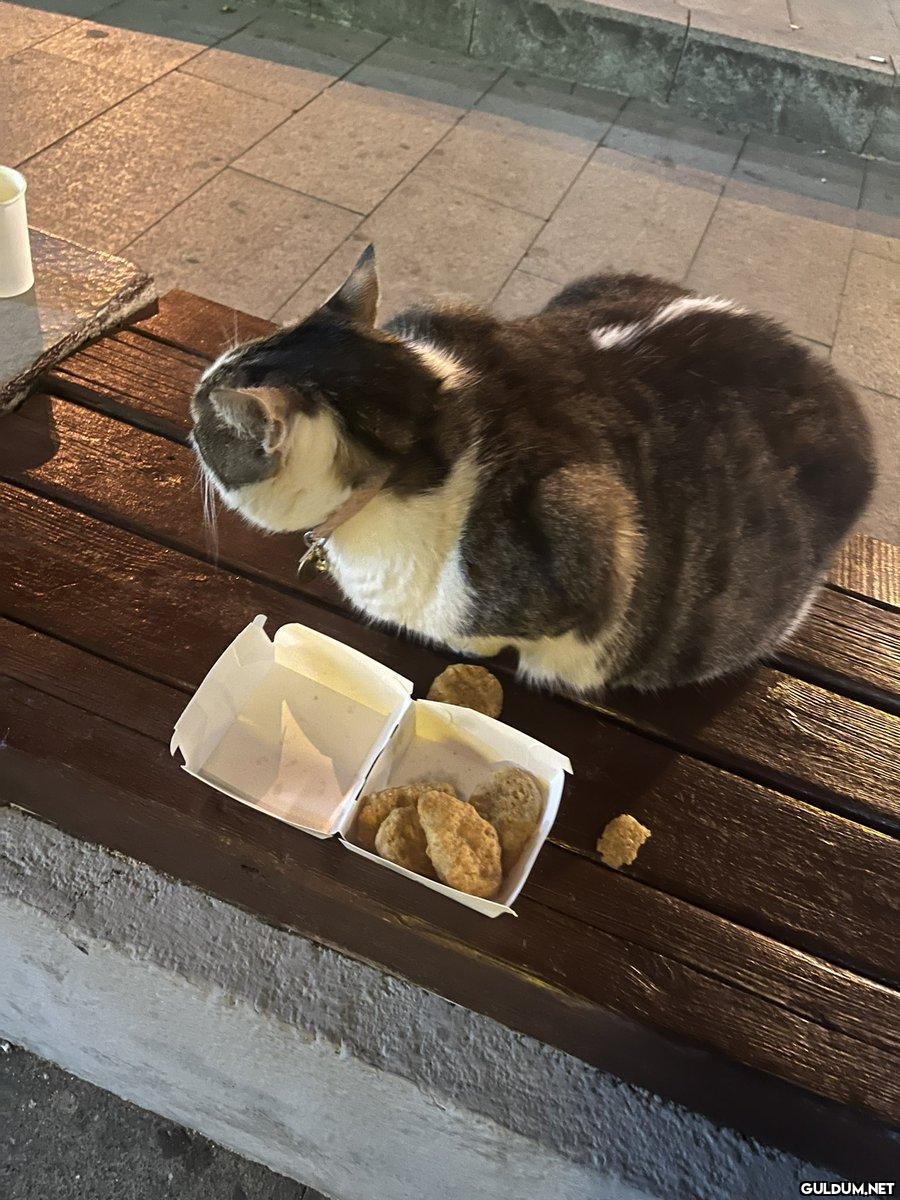 neden kedimizi nugget ile...