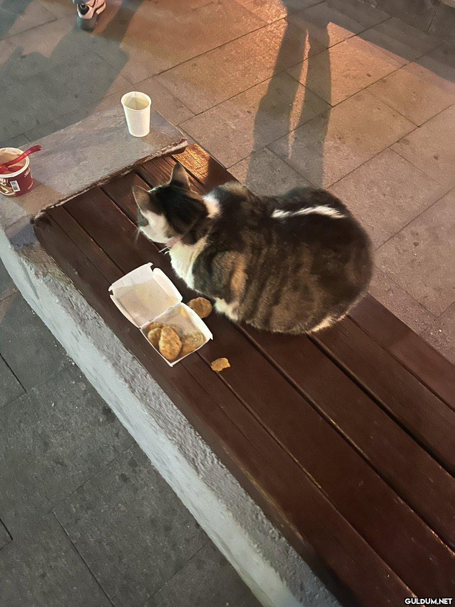 neden kedimizi nugget ile...
