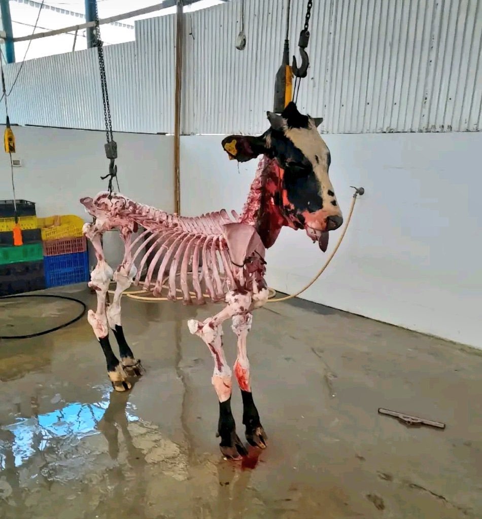 Ulan zorla vegan...