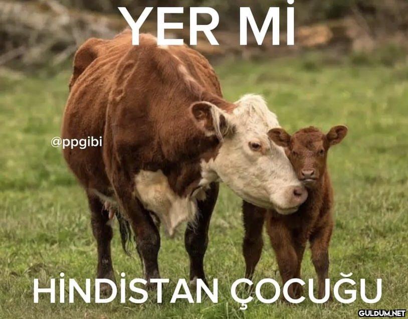 @ppgibi YER Mİ HİNDİSTAN...